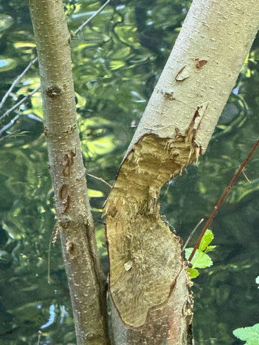 animal observation 4
