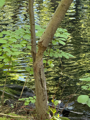 animal observation 2