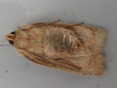 Conistra albipuncta