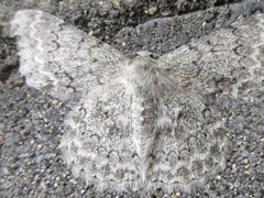 Pingasa pseudoterpnaria