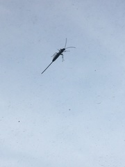 Calliephialtes grapholithae