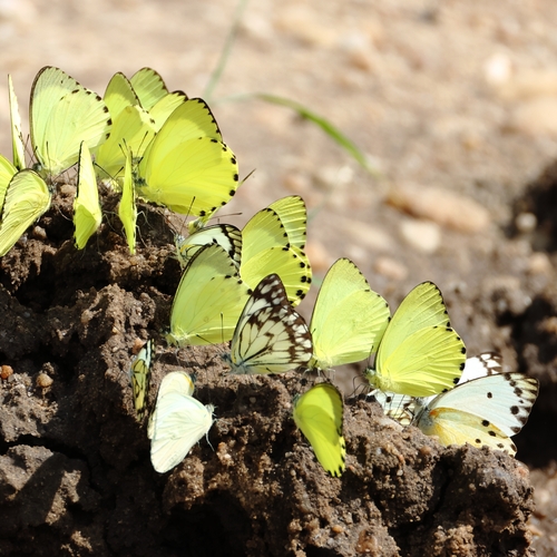 Belenois solilucis