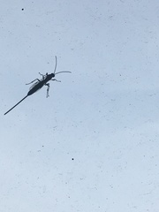 Calliephialtes grapholithae