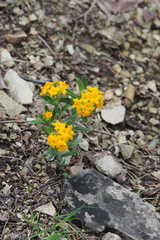 Lithospermum canescens