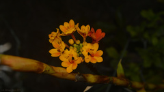 Epidendrum fulgens