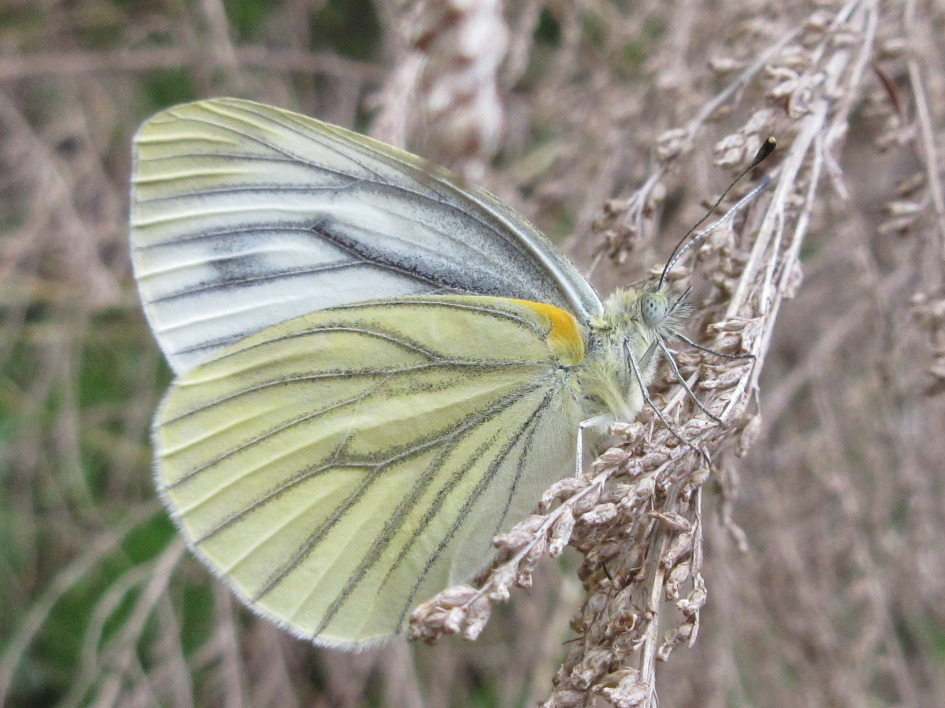 Asian Green-veined White