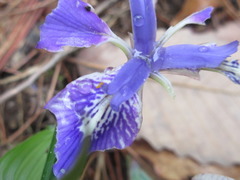 Iris rossii