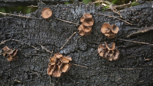 Sclerencoelia fascicularis observed 2026-05-14