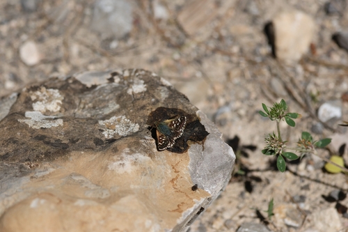 Red-underwing Skipper
