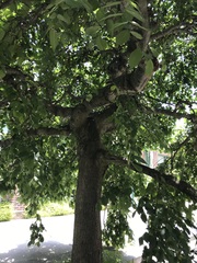 Ulmus glabra camperdownii