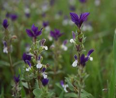 Salvia viridis