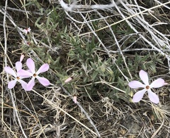 Phlox stansburyi
