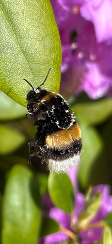 Dunkle Erdhummel