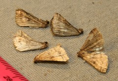 Phalaenophana pyramusalis