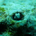 Cerogobius petrophilus - Photo (c) Emily Troyer, some rights reserved (CC BY-NC), uploaded by Emily Troyer