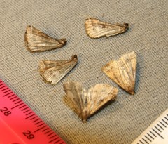 Phalaenophana pyramusalis