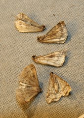 Phalaenophana pyramusalis