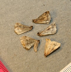 Phalaenophana pyramusalis