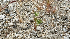 Spermolepis lateriflora