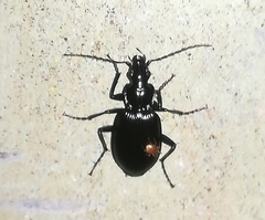 Limodromus