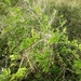 Acacia gerrardii