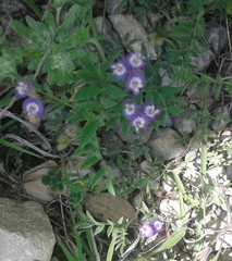 Astragalus nuttallianus