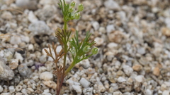 Spermolepis lateriflora