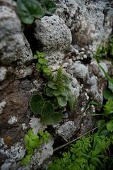 Umbilicus intermedius