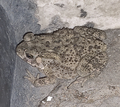 Asian Common Toad