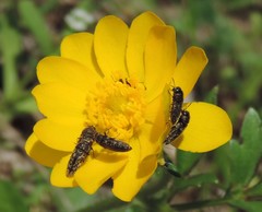 Acmaeodera neglecta