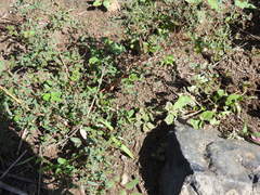 Euphorbia lasiocarpa