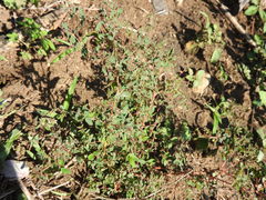 Euphorbia lasiocarpa