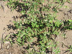 Euphorbia lasiocarpa