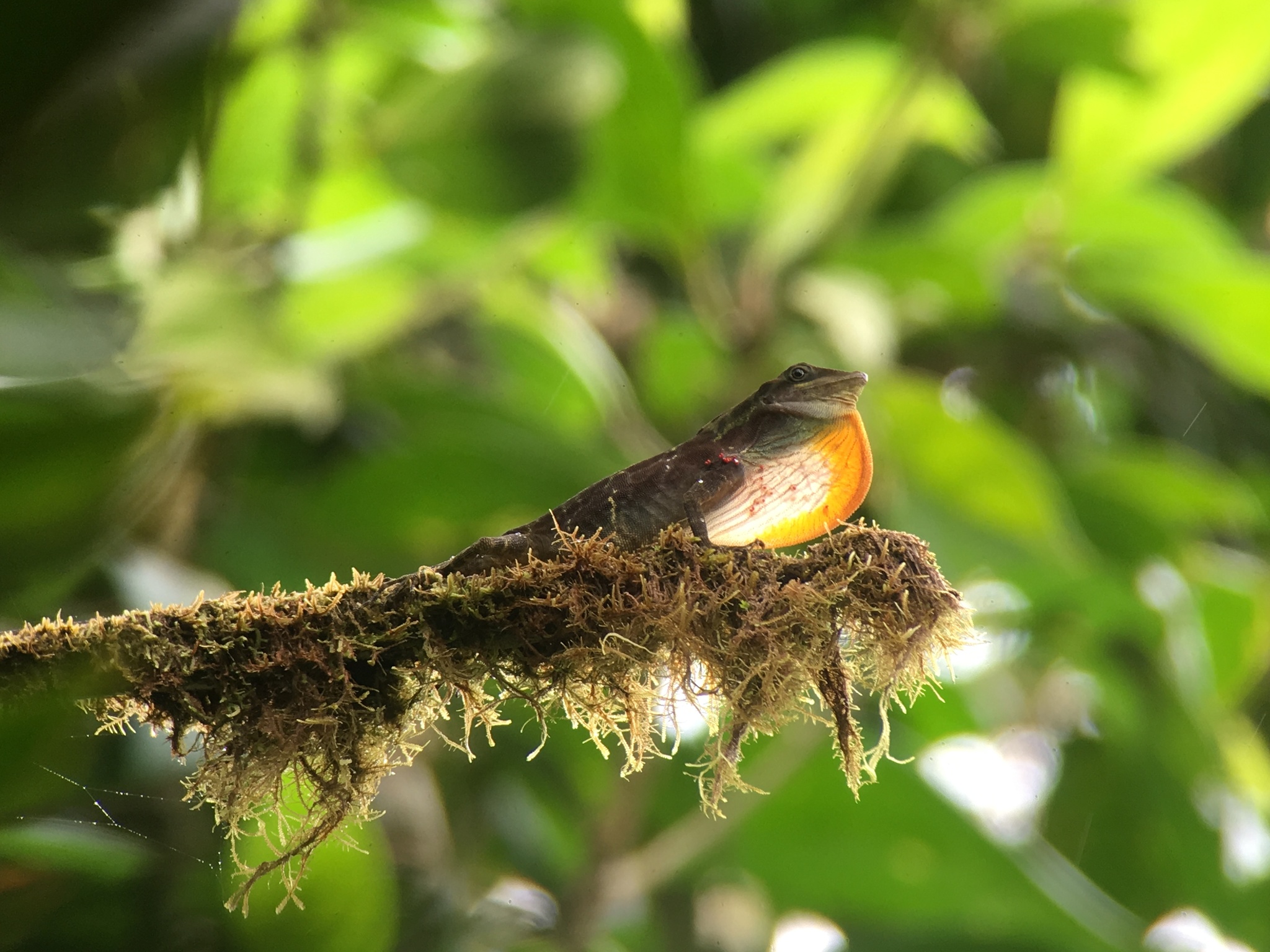 Kuna Yala Anole photo 6