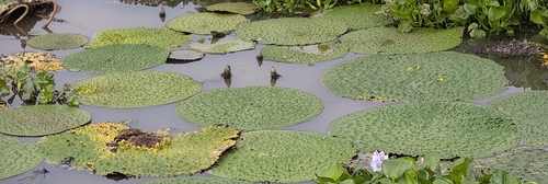 Prickly Waterlily