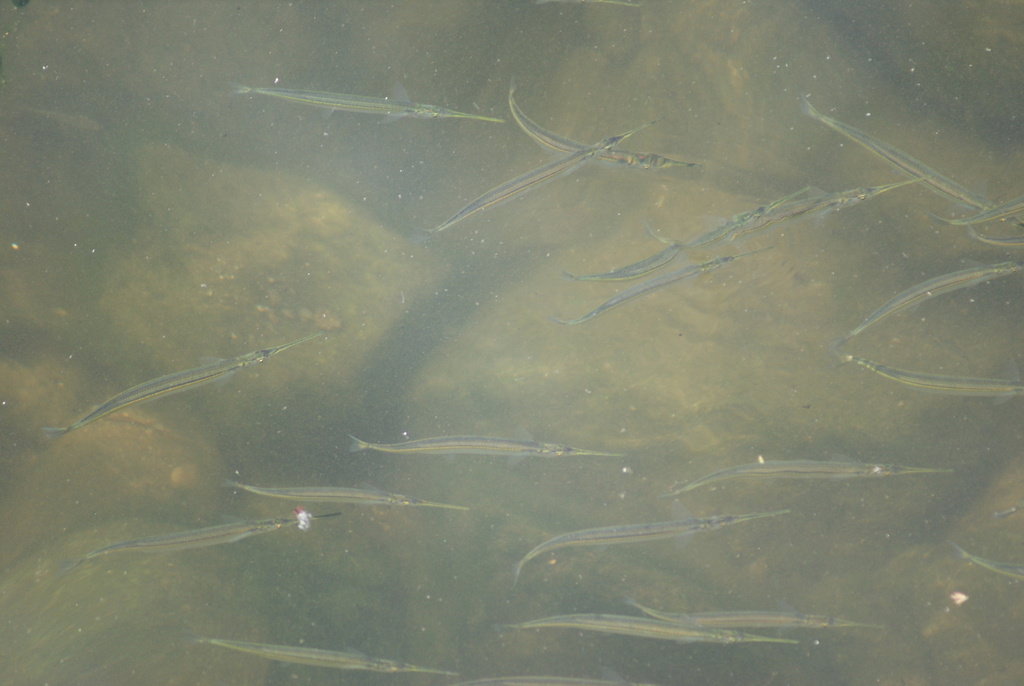 Asian halfbeak (Hyporhamphus intermedius) — Hemiramphidae