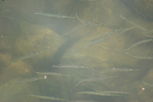 Asian halfbeak (Hyporhamphus intermedius) — Hemiramphidae