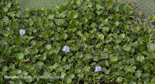 common water hyacinth