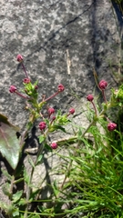 Zaluzianskya capensis, photograph (c) Ian Webb, some rights reserved (CC BY)