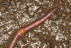 Lumbricus castaneus