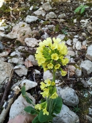 Primula