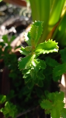Pseudoselago serrata, photograph (c) Ian Webb, some rights reserved (CC BY)