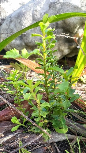 Pseudoselago serrata, photograph 3