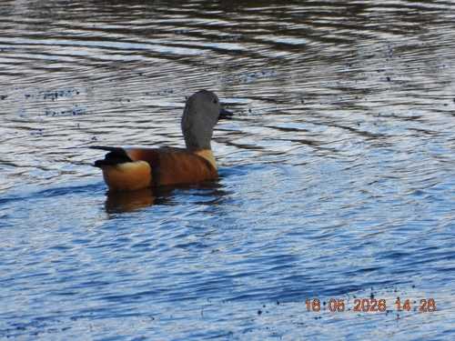 iNaturalist: (c) Ritu, some rights reserved (CC BY-NC), uploaded by Ritu iNaturalist image