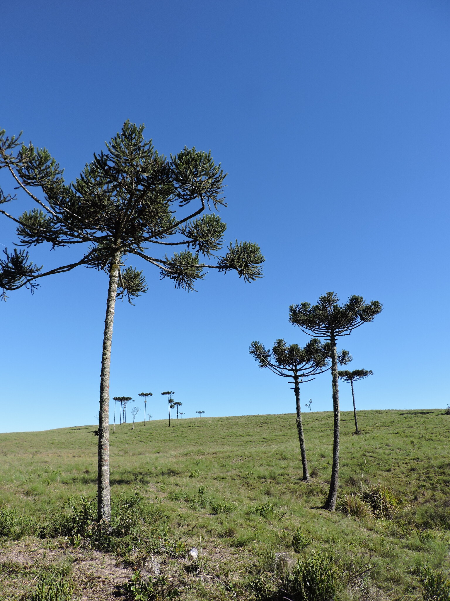 Araucaria angustifolia