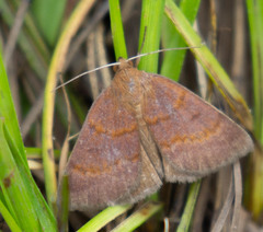 Argyrostrotis deleta