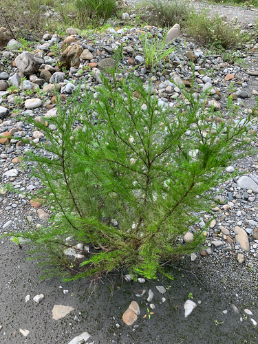 Artemisia capillaris, photograph 5