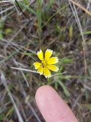 Layia gaillardioides