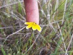 Layia gaillardioides