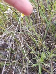 Layia gaillardioides